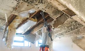 Mold Odor Removal Services in Laguna Beach, FL